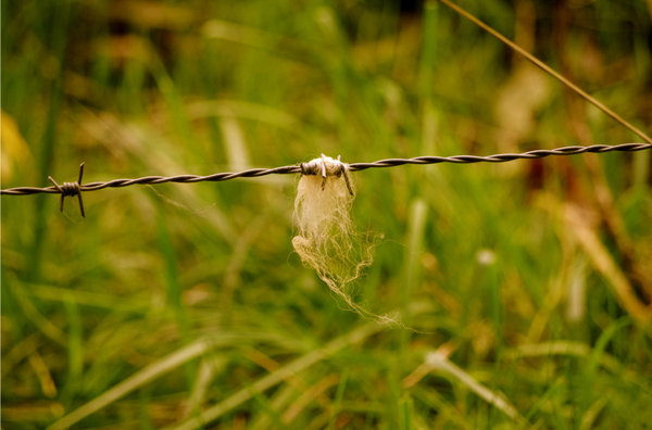 hairy situation