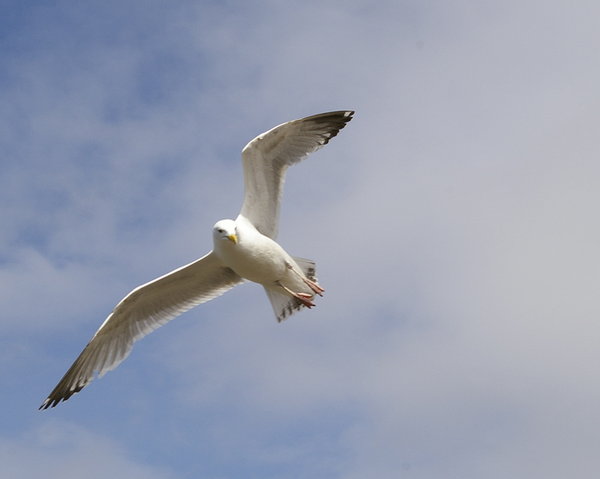 Hang glider