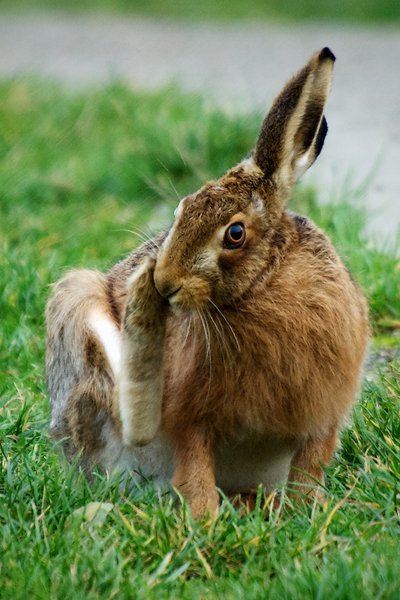 Hare