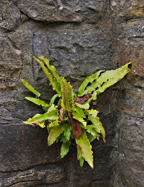 Hartstongue Fern