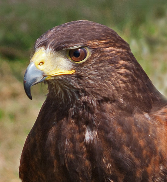 Hawk