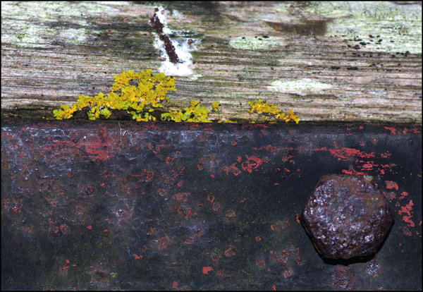 Hinge with Lichen