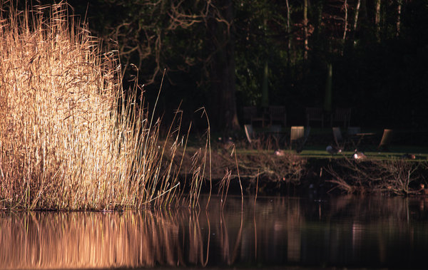 January at Lopwell Dam