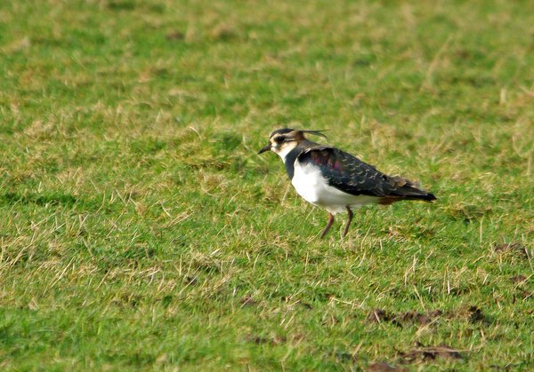 Lapwing