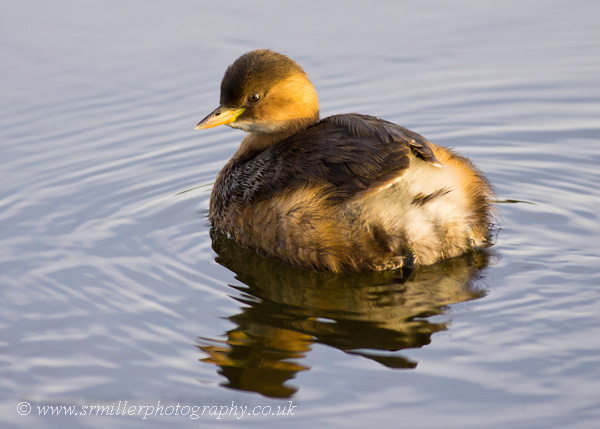 Little Grebe