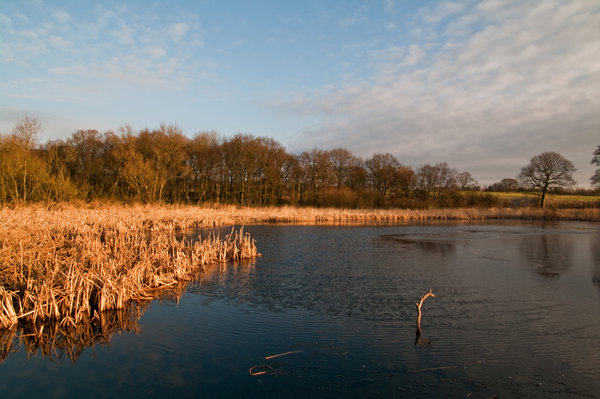 Lostock Pond