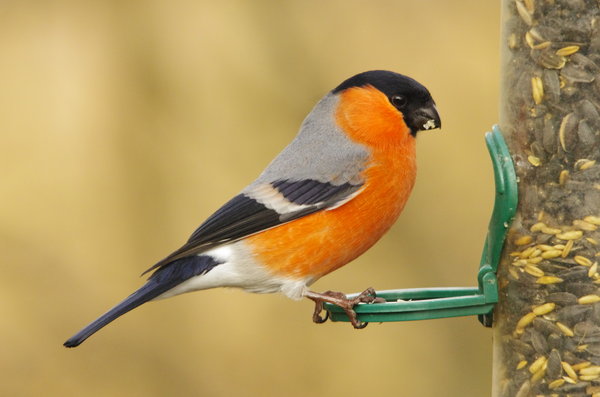 male bullfinch