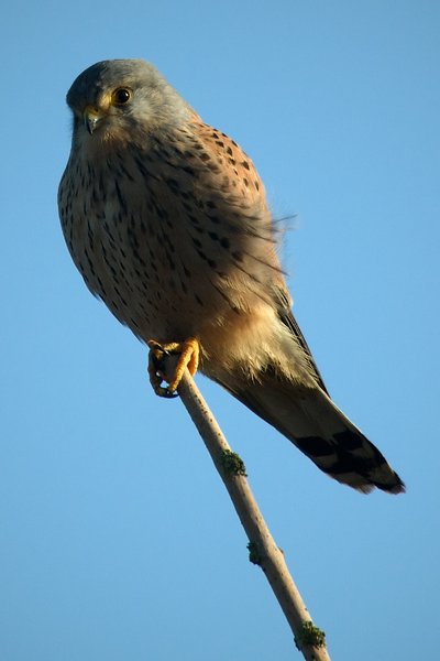 Male kestrel