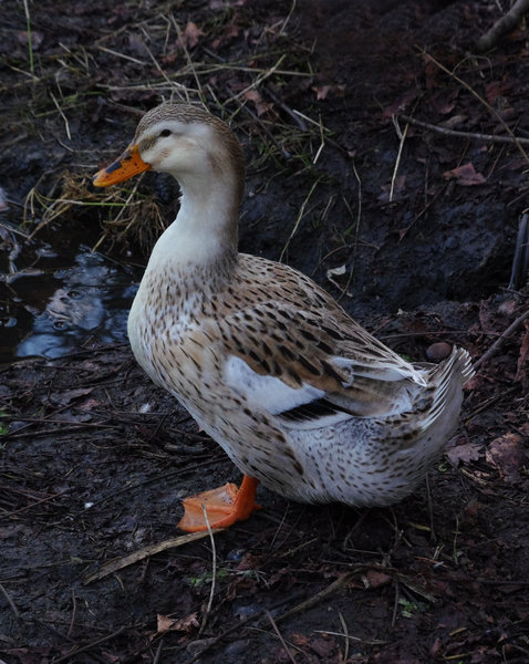 Mutant mallard?