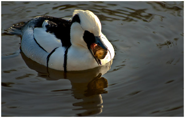 One hungry duck!!