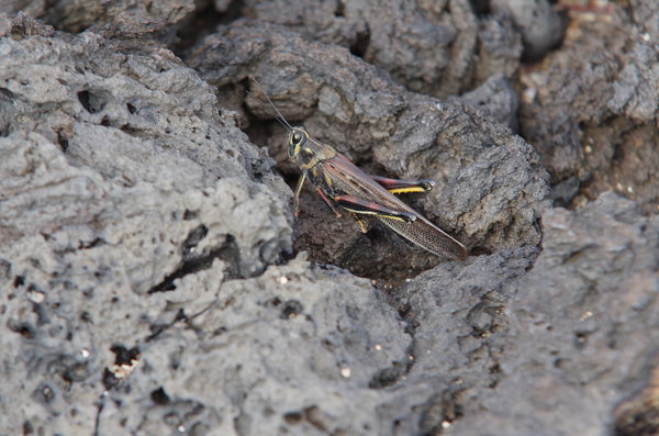 Painted Locust