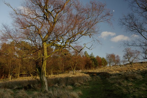 Path Through The Trees