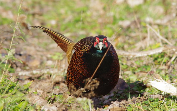 pheasant