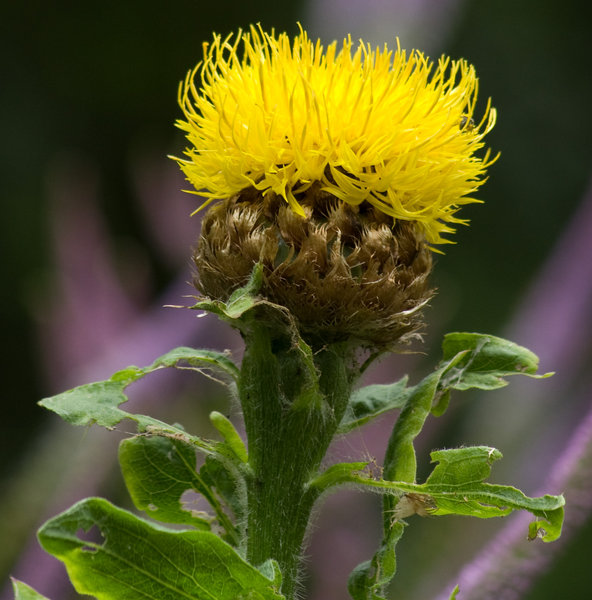 Punk Macro