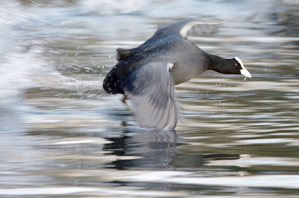 Pursuit coot