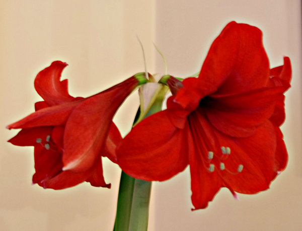 Red Amaryllis