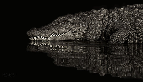 Reflect-o-croc