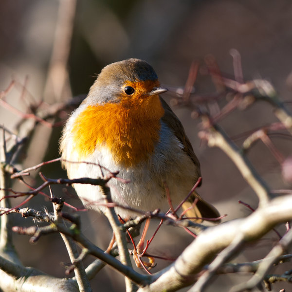 Robin