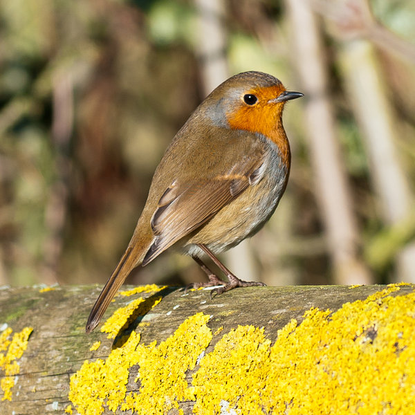 Robin