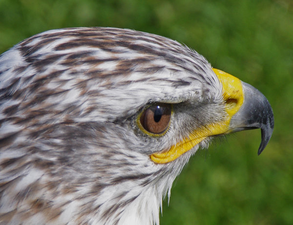 saker falcon