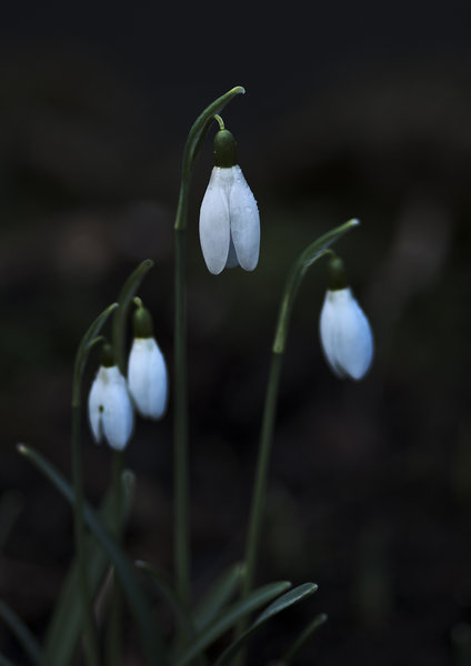Snowdrop