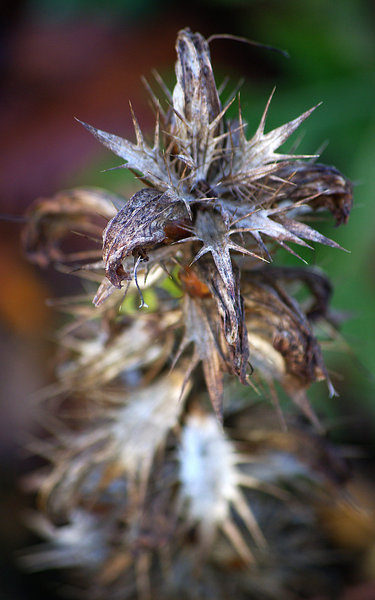 Spikey