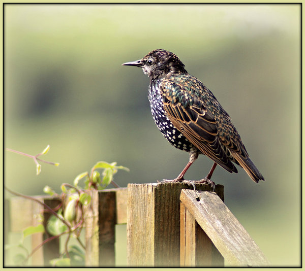 Starling