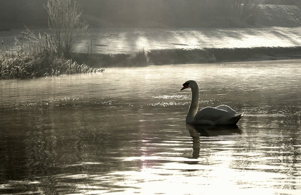 Swan on Frosty Morning