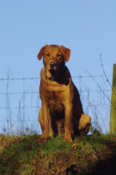 Truffle - Red Fox Lab