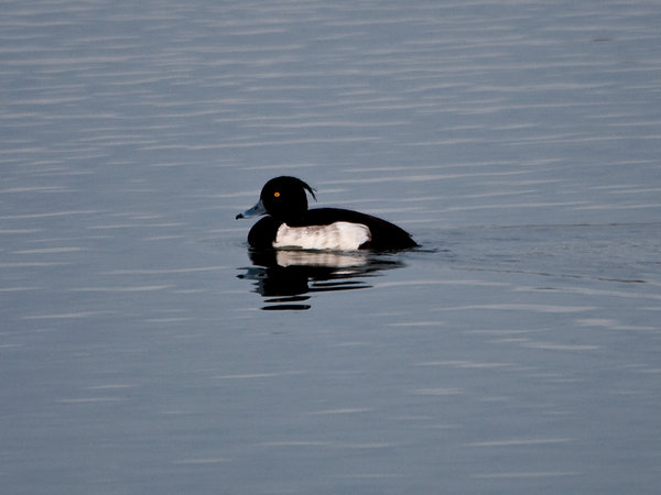 Tufted Duck