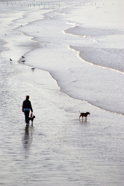 Walking the Dogs