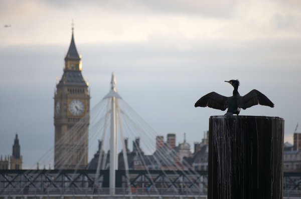 Westminster