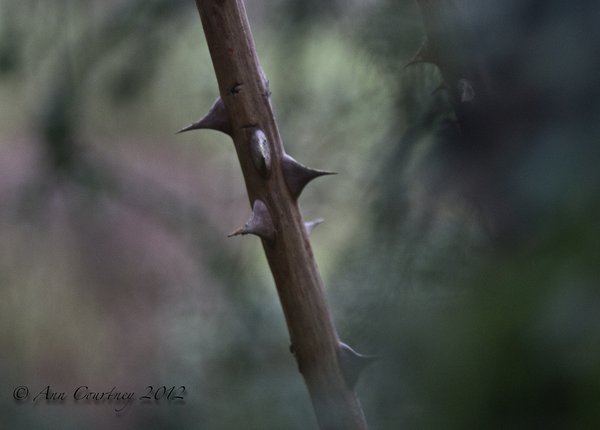 Winter thorns