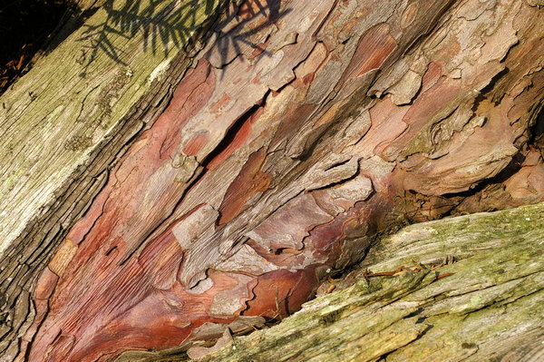 Wounded yew