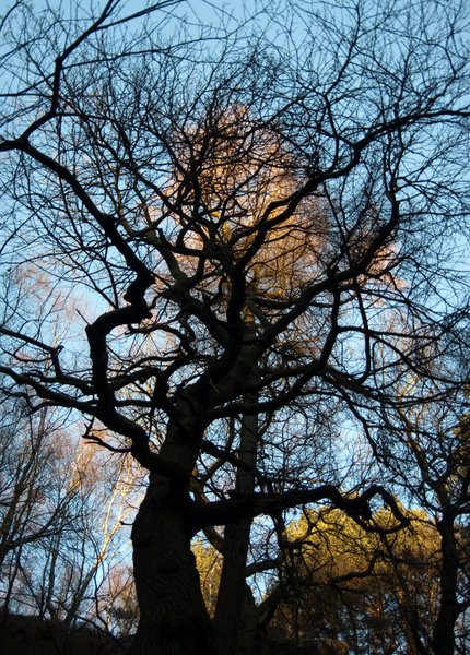 Wyming Trees