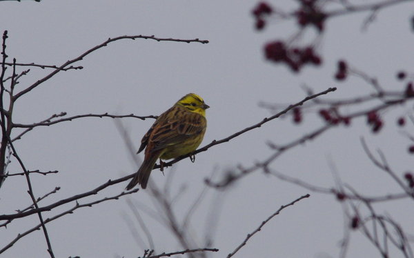 yellowhammer