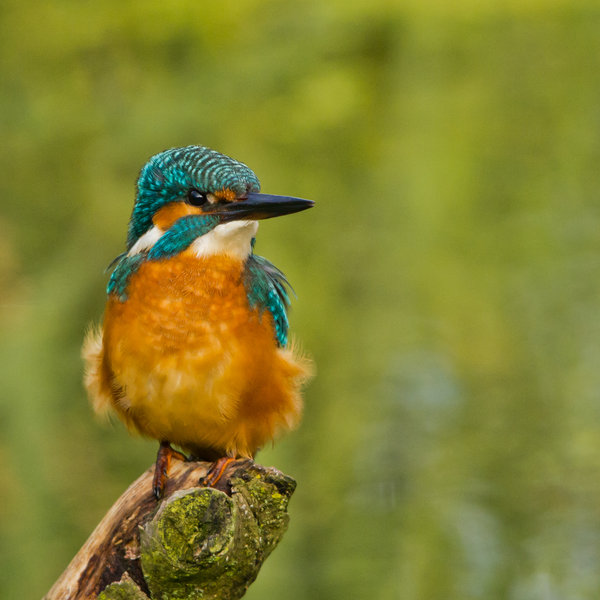 Young Kingfisher
