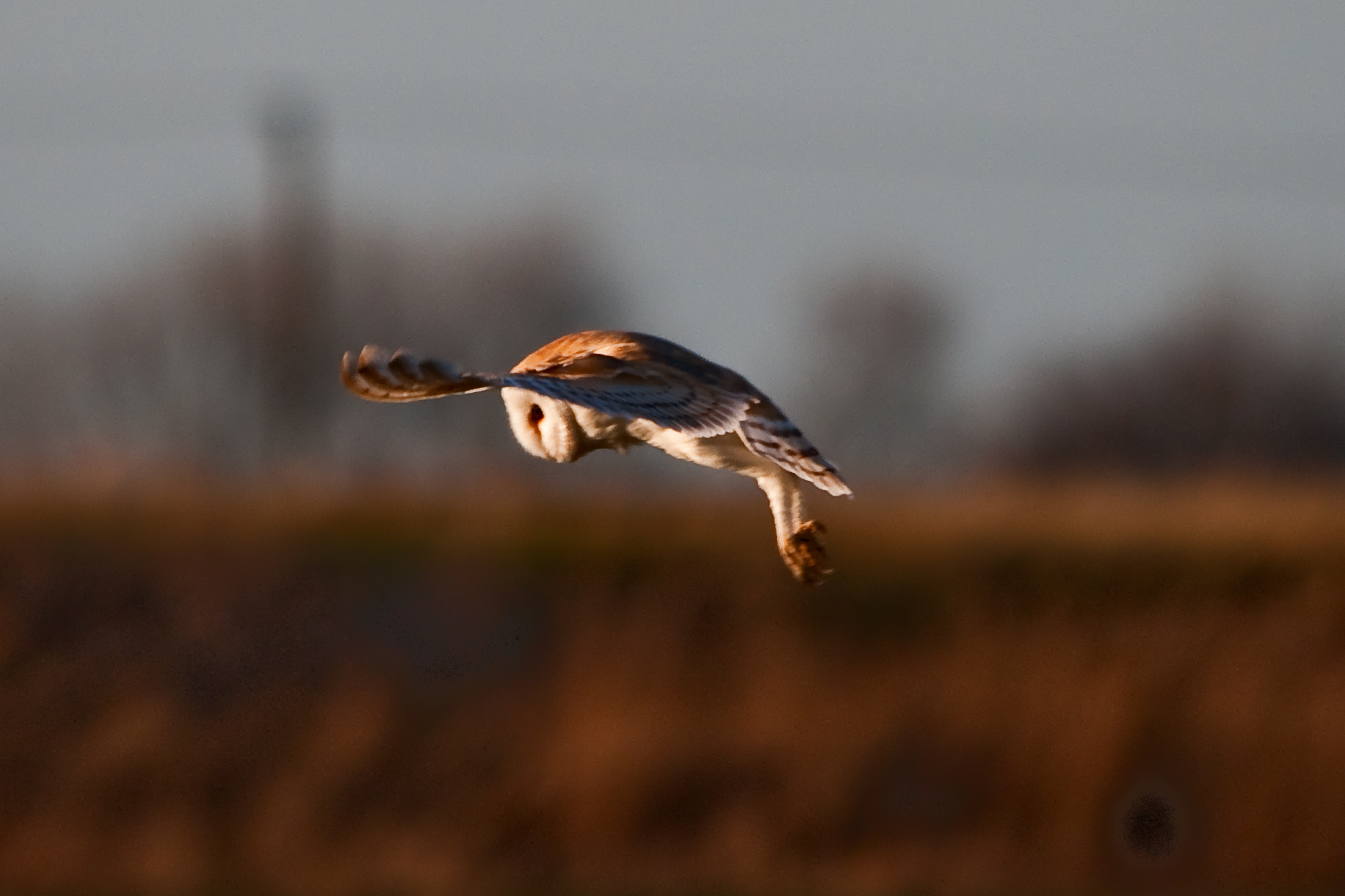 Barn Owl
