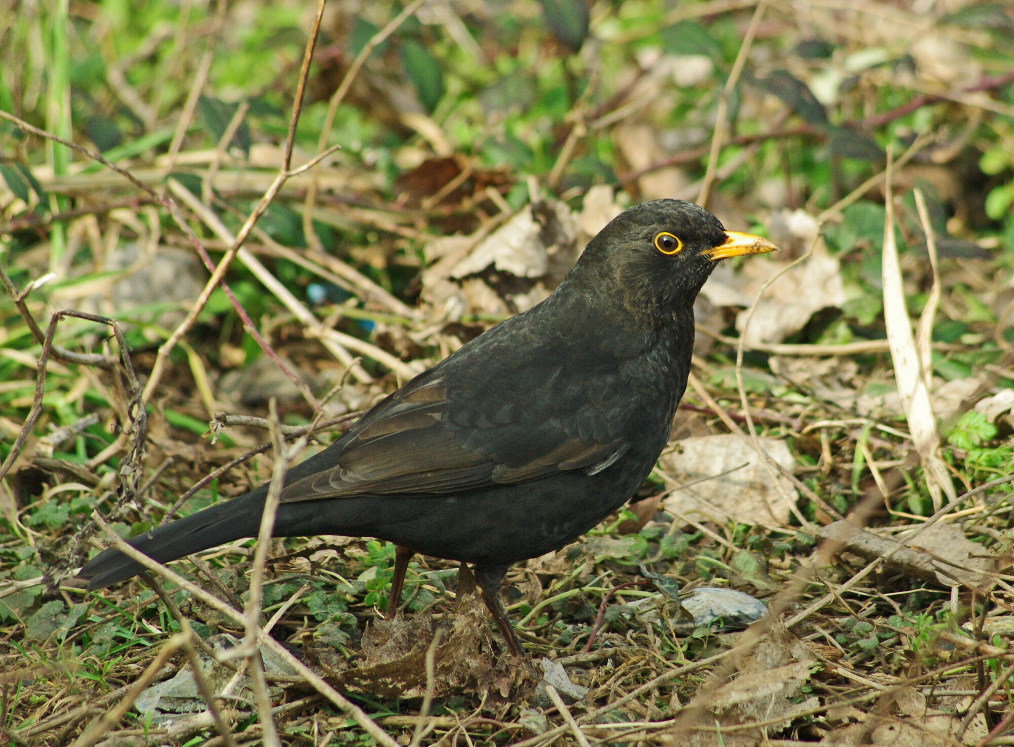Blackbird