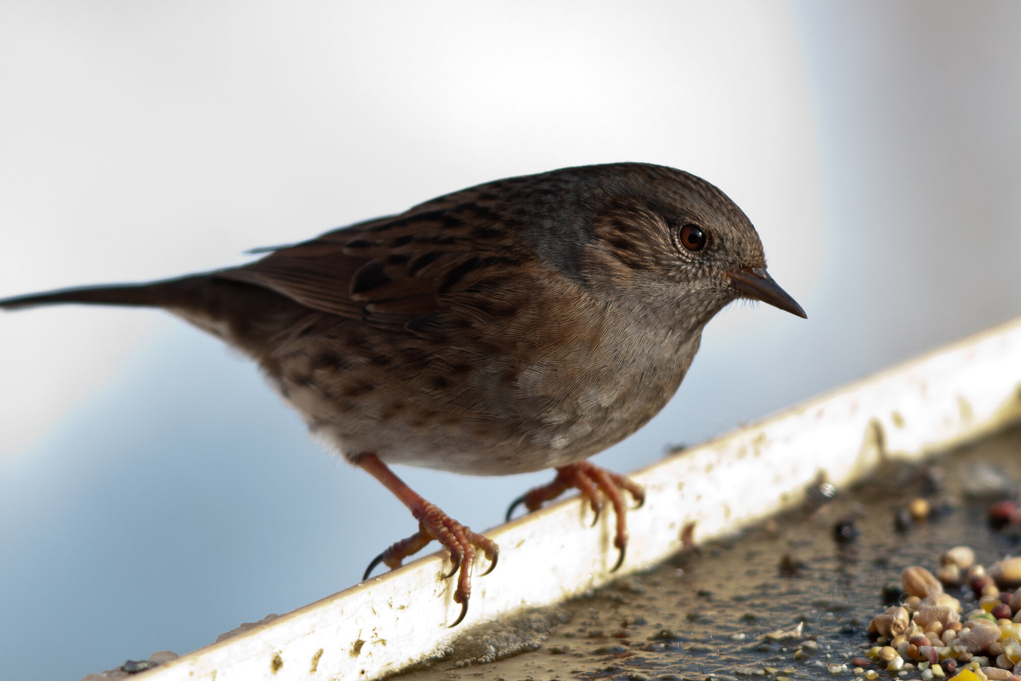 Dunnock