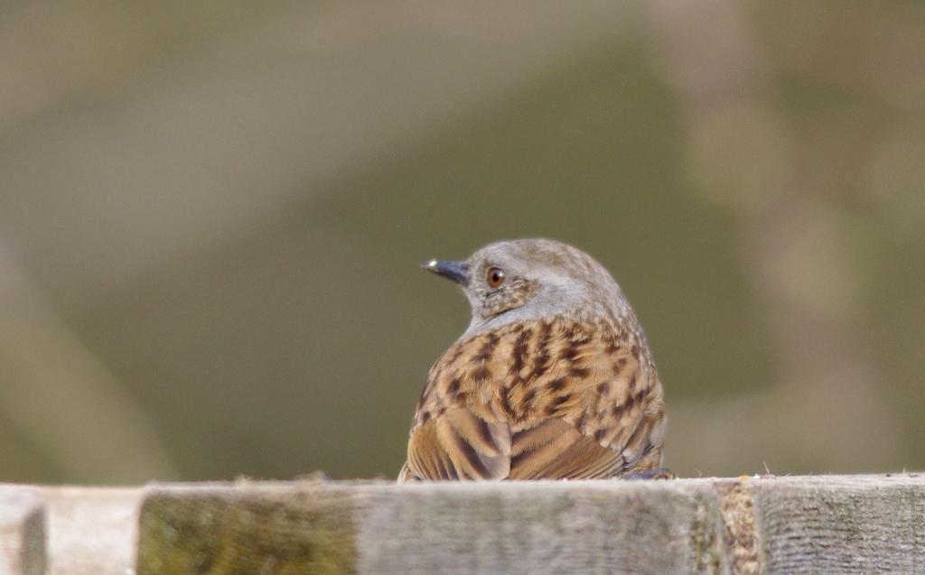 dunnock