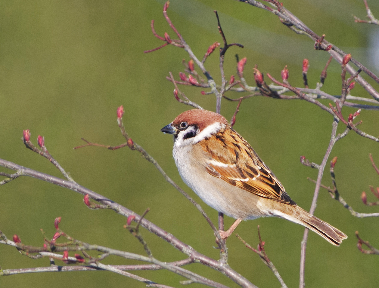 Eurasian Tree Sparrow (2)