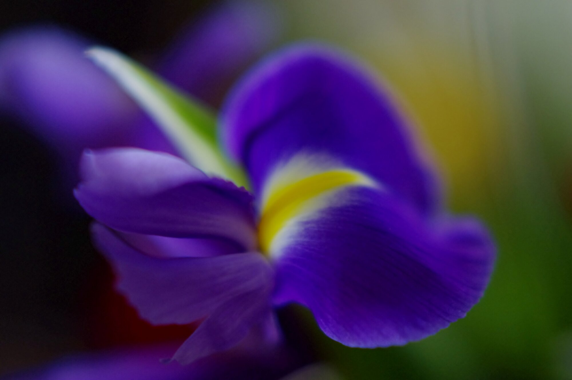 Iris