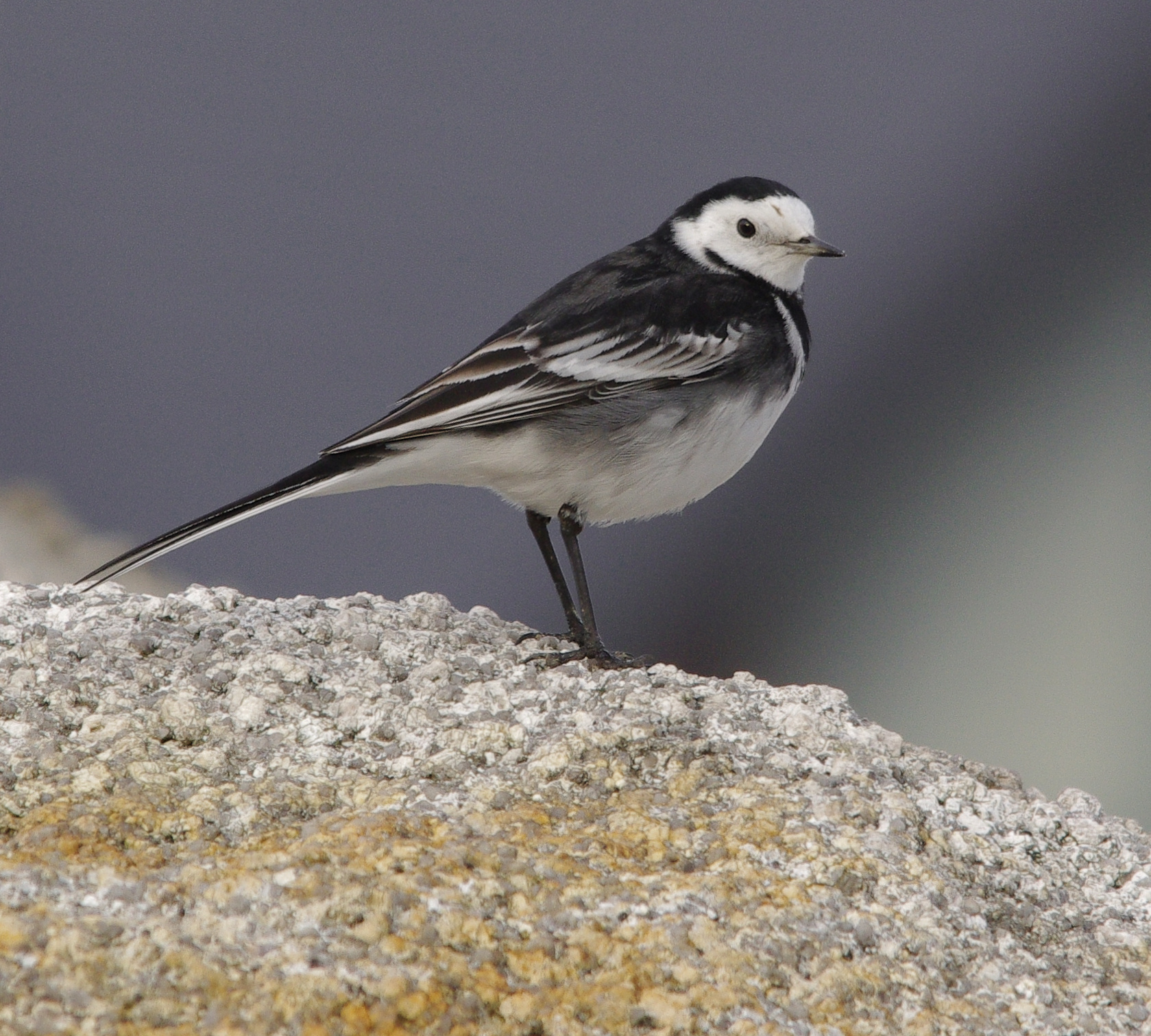 Pied Wagtail