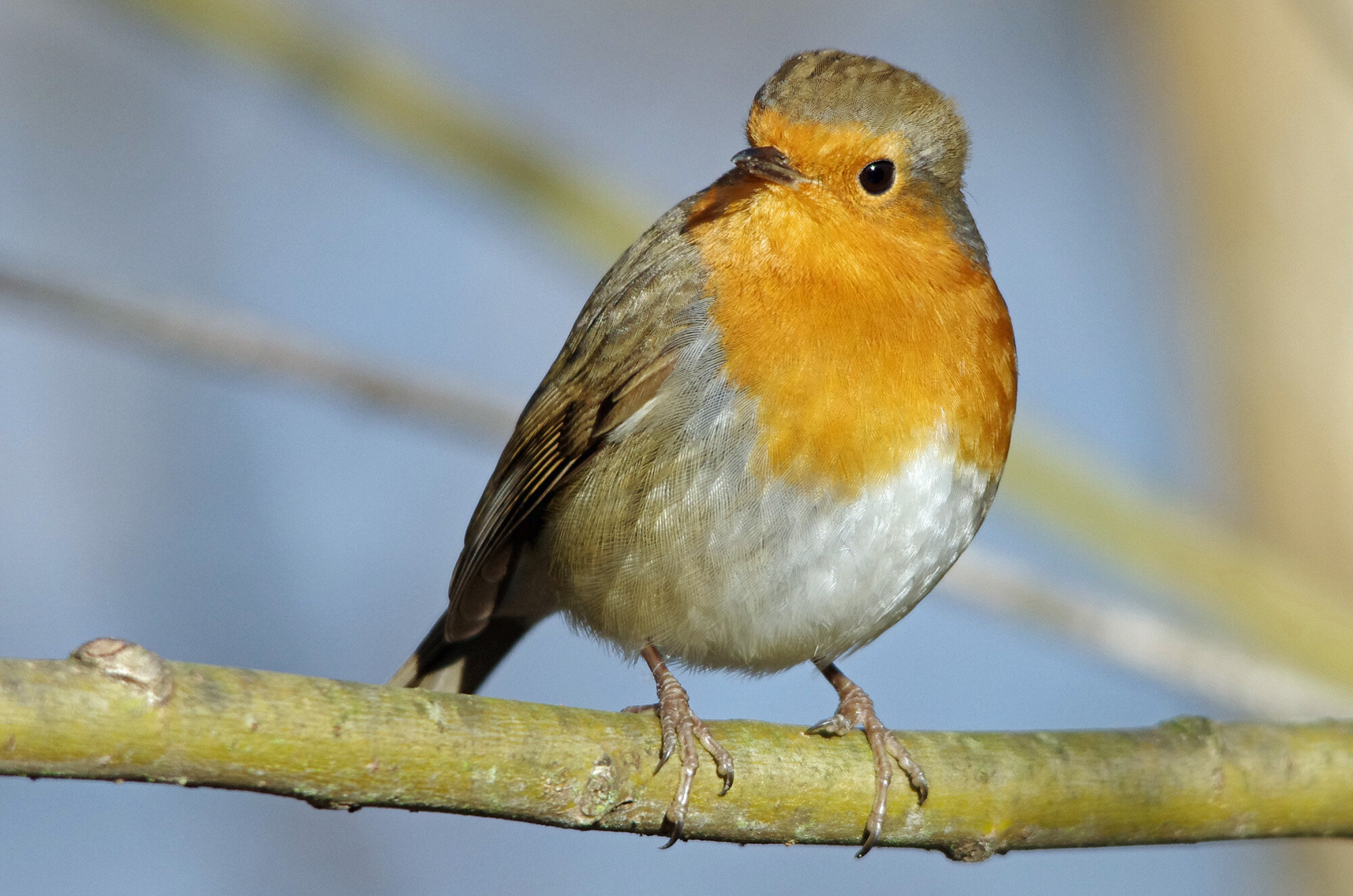 Simply redbreast