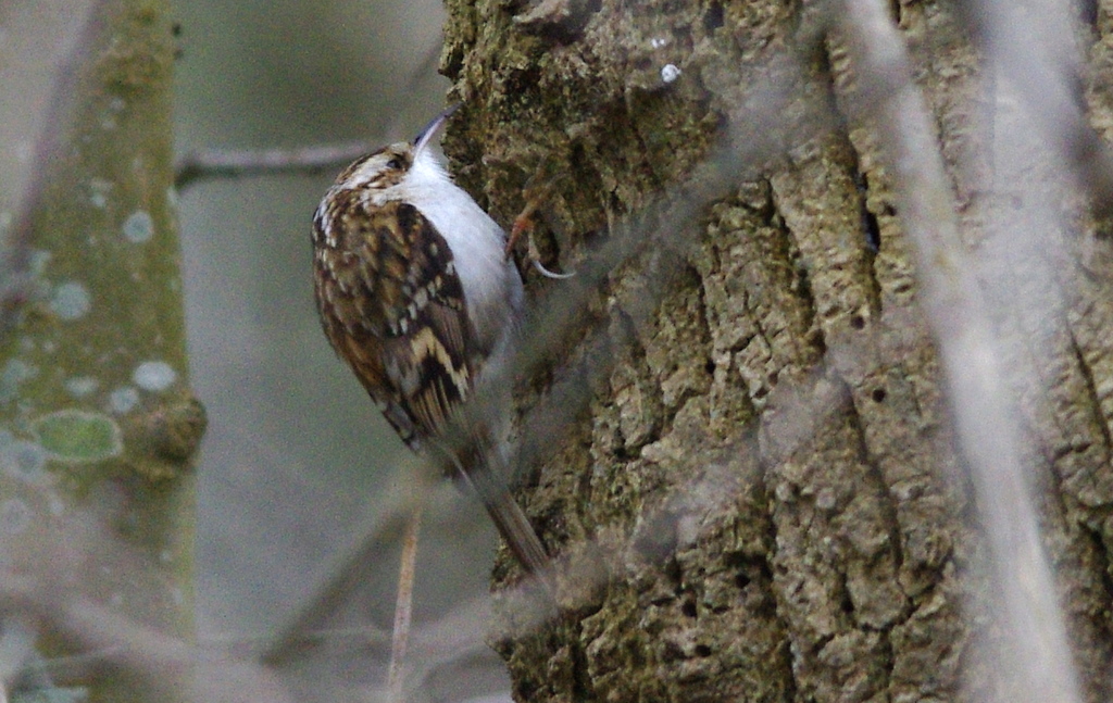 tree creaper