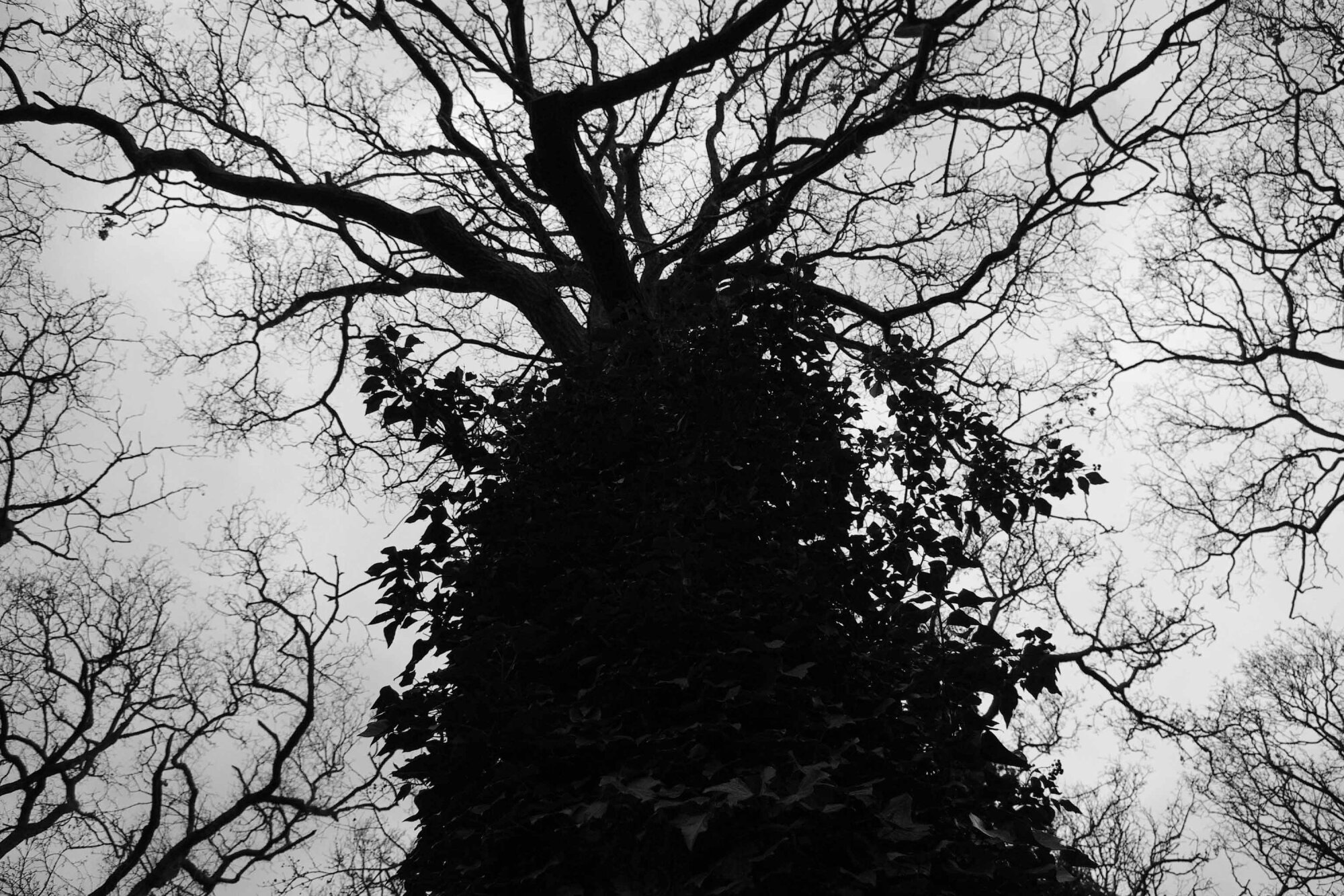 Tree in black and white