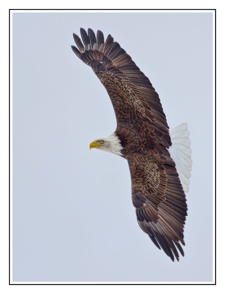 Bald Eagle in Quebec