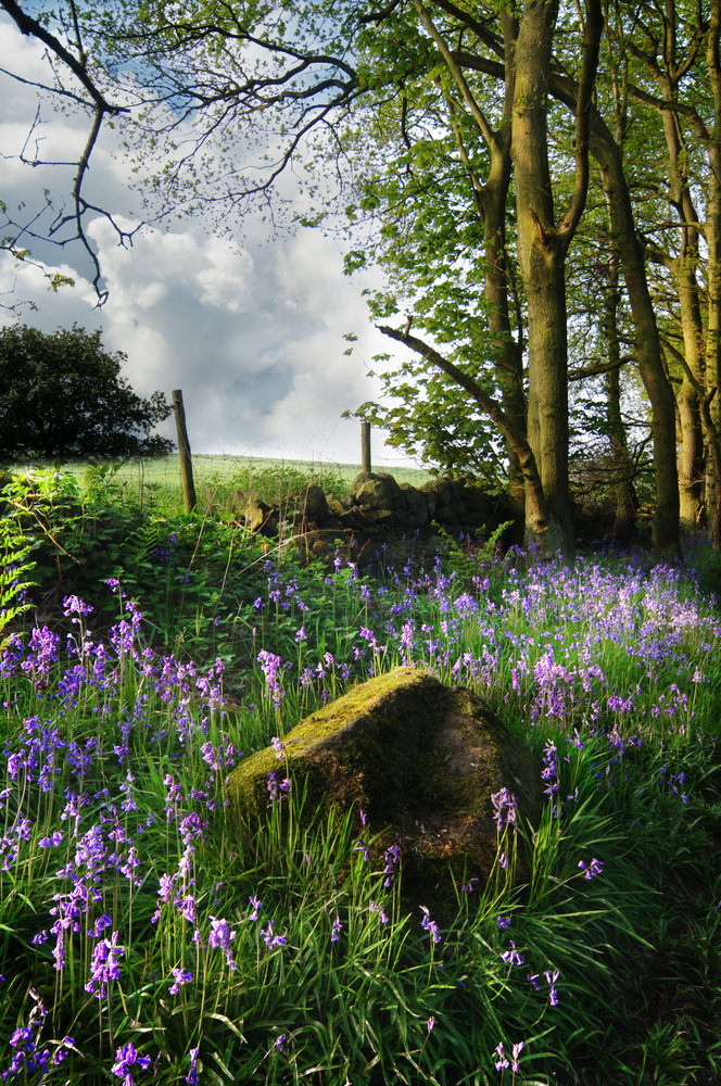 Bluebell Dawn