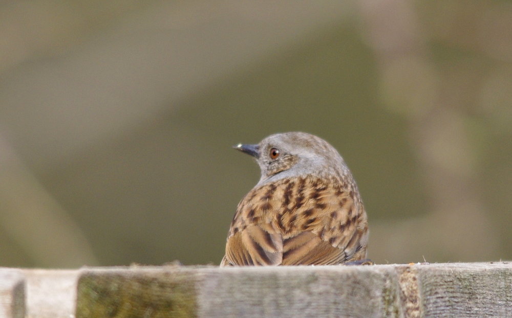 dunnock